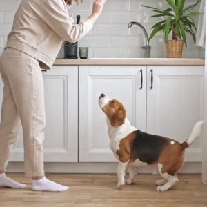 Pet Training Video Editing