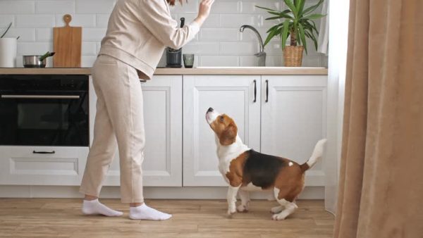 Pet Training Video Editing