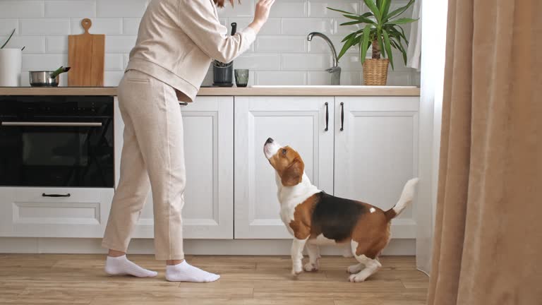 Pet Training Video Editing